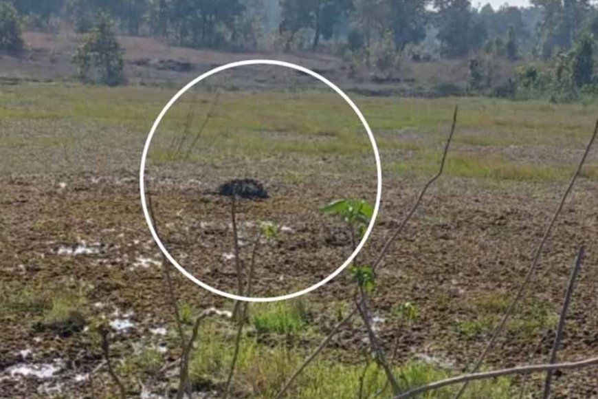 रायगढ़-में-दो-हाथियों-की-मौत-से-वन-विभाग-में-मचा-हड़कंप