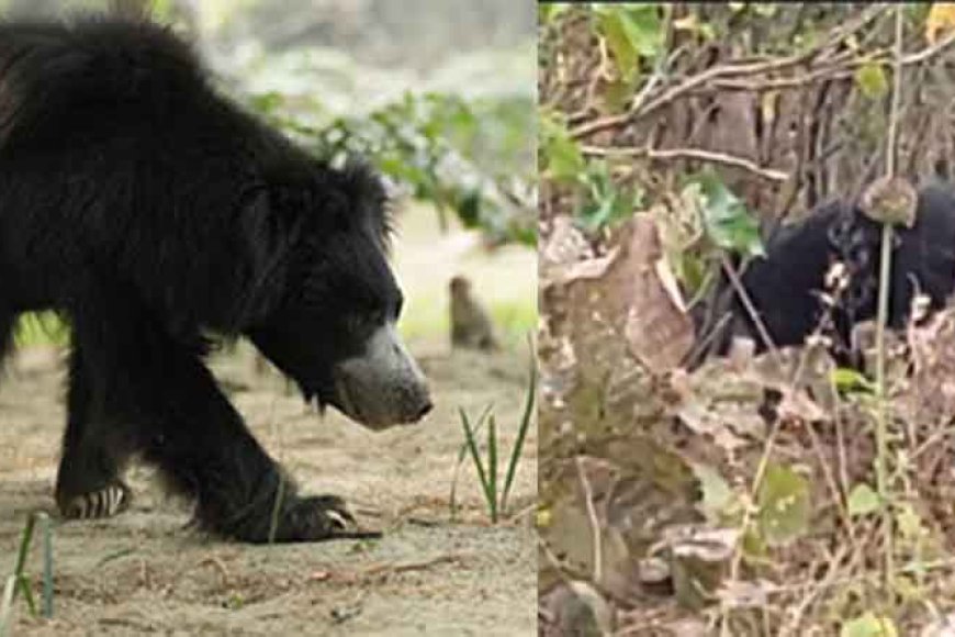 छत्तीसगढ़&मरवाही-के-गगनई-नेचर-कैंप-में-मादा-भालू-की-मौत,-शिकारियों-के-जाल-में-फंसा