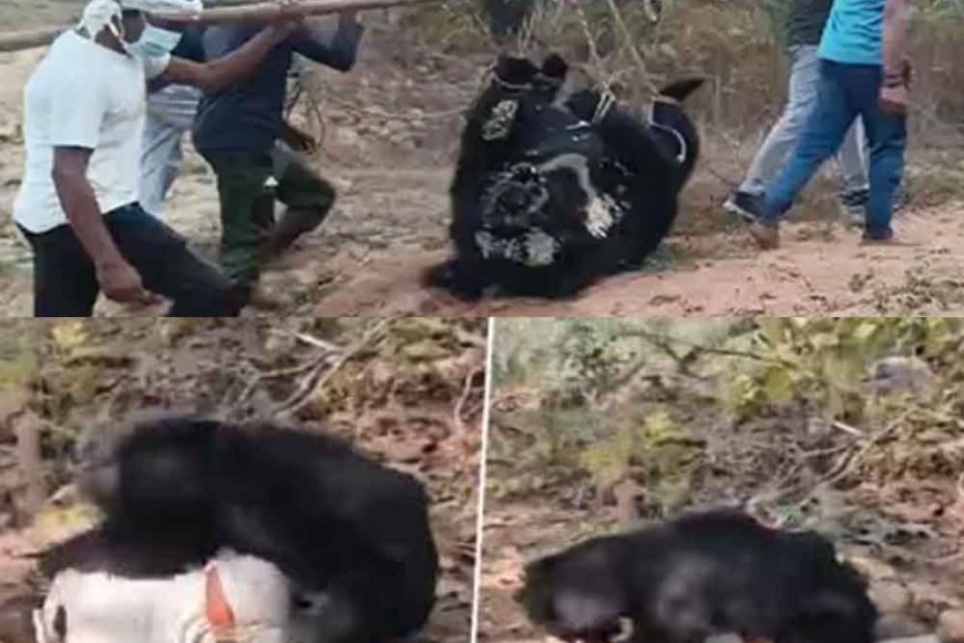 छत्तीसगढ़&कांकेर-में-मिला-भालू-का-शव,-पिता&पुत्र-पर-जंगल-में-किया-था-हमला