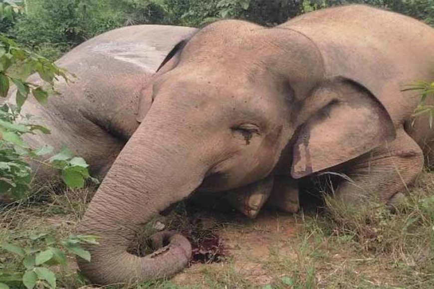 बिजली-तार-से-हाथियों-की-मौत,-कोर्ट-ने-ऊर्जा-विभाग-के-सचिव-से-व्यक्तिगत-शपथ-पत्र-में-मांगा-जवाब