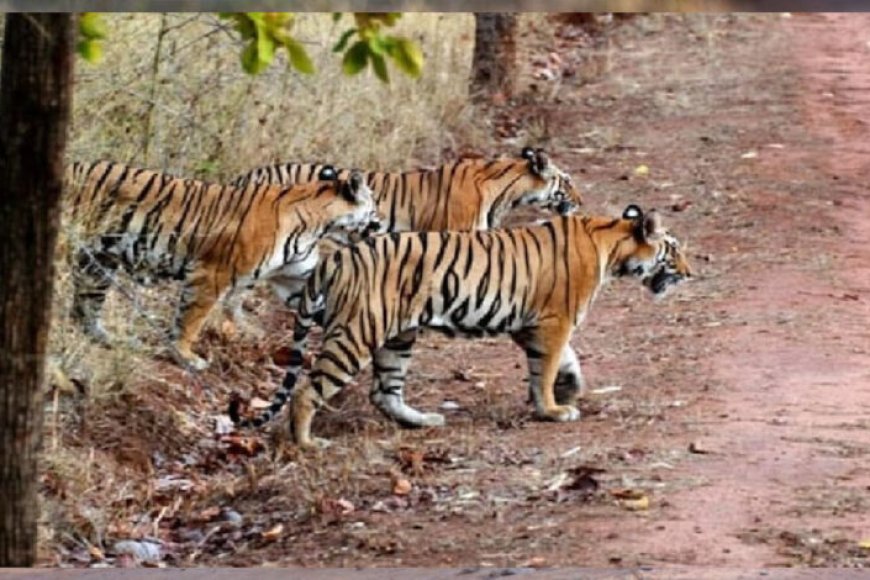 चंबल-रीजन-के-शिवपुरी-में-मध्य-प्रदेश-का-9वां-टाइगर-रिजर्व-बनने-जा-रहा,-cm-मोहन-यादव-बोले&-सभी-औपचारिक