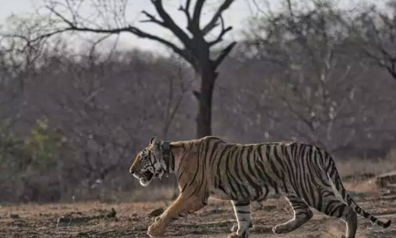 माधव टाइगर रिजर्व में छोड़ी नई बाघिन को भाया जंगल, पन्ना से आई बाघिन ने 24 घंटे में 15 किमी का क्षेत्र घूमा