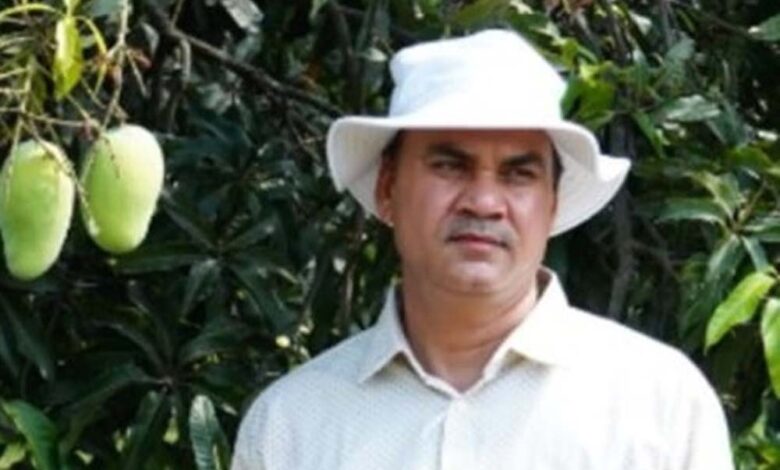 सुंदरजा आम की विशेषता है कि इसे मधुमेह के रोगी भी खा सकते हैं, बारिश और खराब मौसम ने बिगाड़ा स्वाद