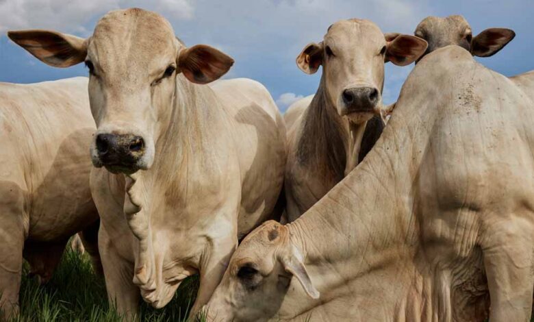 रीवा में 1303 एकड़ में मध्य प्रदेश का सबसे बड़ा गौधाम,  लागत 71 करोड़