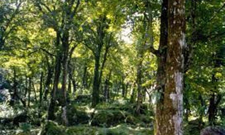 ‘वन-संरक्षण-और-जलवायु-समर्थ-आजीविका’-पर-दो-दिवसीय-राष्ट्रीय-कार्यशाला-18-अप्रैल-से-भोपाल-में