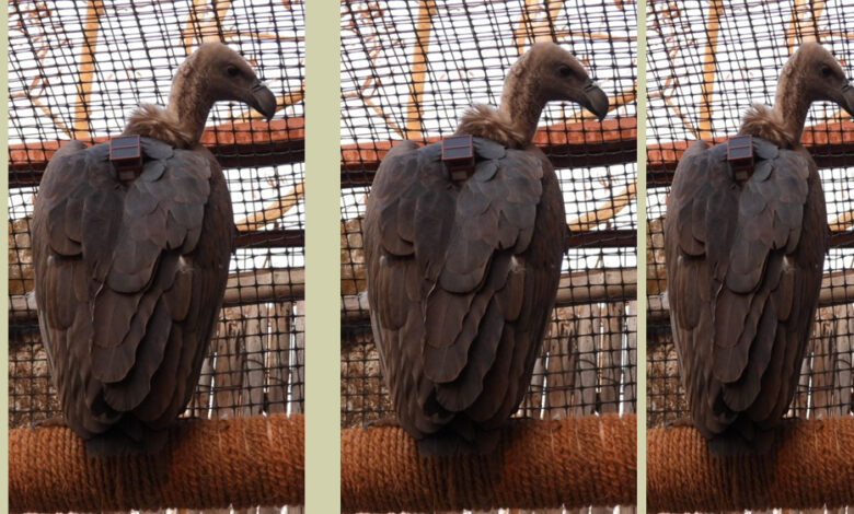 केरवा-से-गिद्धों-का-पहला-समूह-16-अप्रैल-को-छोड़ा-जाएगा-उनके-प्राकृतिक-रहवास-में