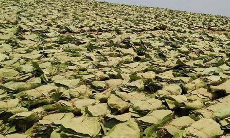 तेंदूपत्ता-ठेकेदार-पुलिस-को-सूचना-दिए-बगैर-जंगल-में-कैश-और-वाहन-नहीं-ले-जा-सकेंगे