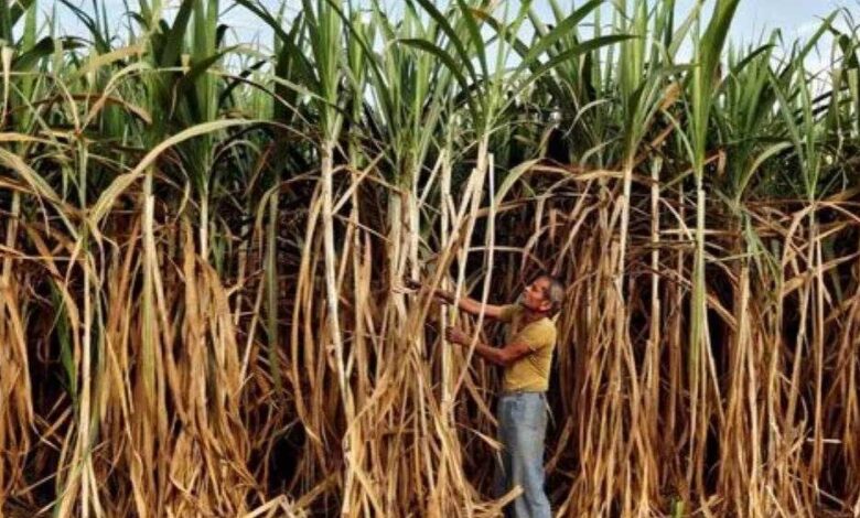 प्रधानमंत्री-मोदी-द्वारा-गन्ने-का-एफआरपी-355-रुपए-प्रति-क्विंटल-निर्धारित-करने-पर-मुख्यमंत्री-डॉ.-यादव-ने-माना-आभार