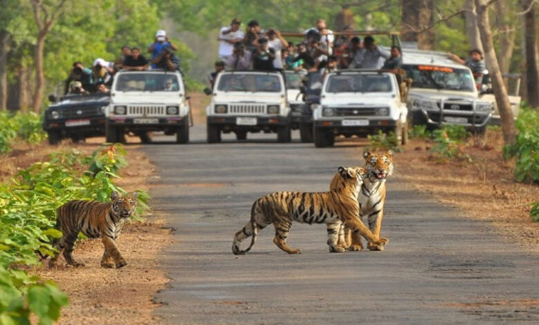 मध्य-प्रदेश-के-पेंच-नेशनल-पार्क-में-पर्यटकों-की-संख्या-बढ़ी,-भीषण-गर्मी-में-घास-सूखने-से-आसानी-से-बाघ-के-दीदार