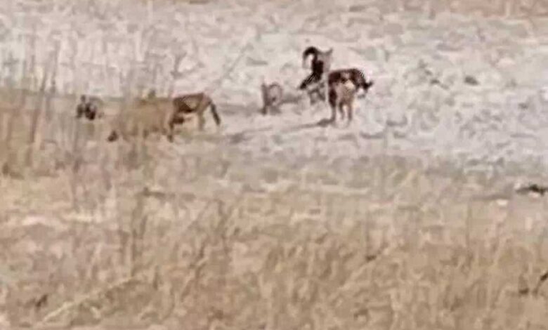 बांधवगढ़-टाइगर-रिजर्व-में-विलुप्त-प्राय-सोन-कुत्ताें-का-झुंड-दिखाई-दिया