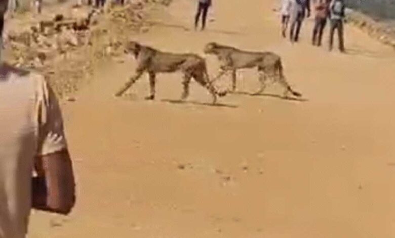 फिर-जंगल-से-निकली-चीता-फैमिली,-ज्वाला-को-देख-भागा-बाइक-सवार,-गाय-का-शिकार-कर-मिटाई-भूख