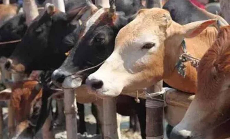 नौखड़-गांव-में-अज्ञात-लोगों-ने-निर्ममता-से-पेड़-में-बांधकर-गौवंश-का-अंग-भंग-कर-की-हत्या,-क्षेत्र-में-तनाव-का-माहौल