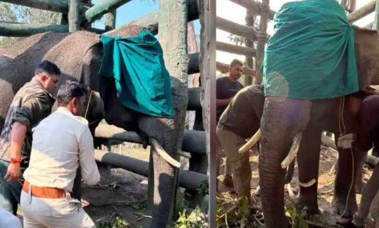 संजय-एवं-बांधवगढ़-टाइगर-रिज़र्व-की-टीमों-ने-किया-उत्पात-मचाने-वाले-हाथी-का-सफल-रेस्क्यू