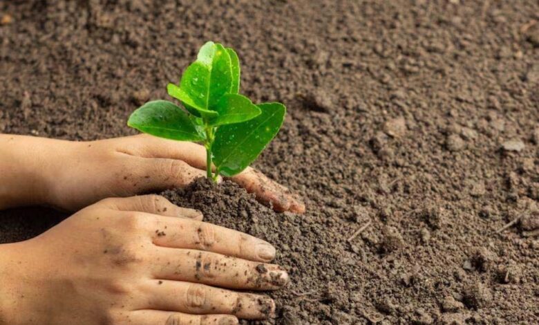 अनूपपुर-जिले-में-रोंपे-जाएँगे-12-लाख-से-अधिक-पौधे,-गड्ढे-हो-रहे-तैयार