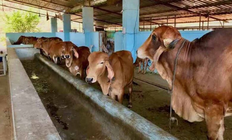 डेयरी-विकास-योजना-के-क्रियान्वयन-के-लिए-राज्य-स्तरीय-समिति-गठित