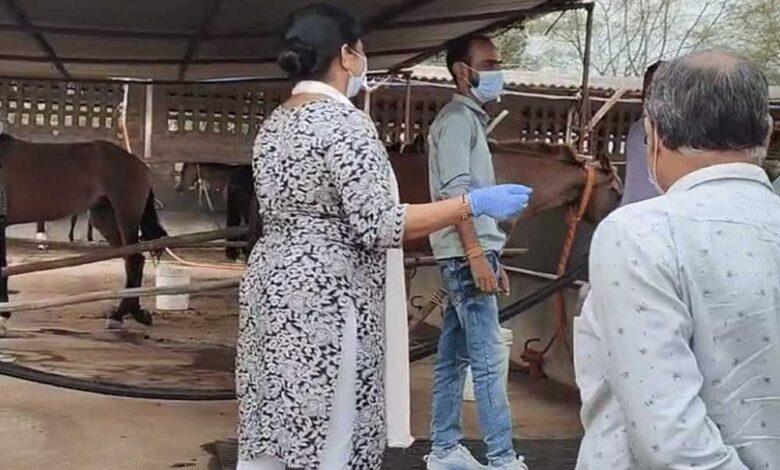 हैदराबाद-से-जबलपुर-लाए-गए-10-घोड़े-की-मौत-के-बाद-अब-एक-घोड़े-की-रिपोर्ट-ग्लैंडर-पॉजिटिव-आई