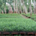 जल-गंगा-संवर्धन-अभियान-में-वन-विभाग-की-प्रभावी-पहल