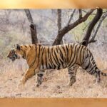 पन्ना-के-बाद-अब-सतना-के-सरभंगा-और-परसमनिया-को-मिलेगा-कंजर्वेशन-रिजर्व-का-दर्जा