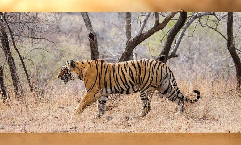 पन्ना-के-बाद-अब-सतना-के-सरभंगा-और-परसमनिया-को-मिलेगा-कंजर्वेशन-रिजर्व-का-दर्जा