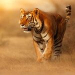प्रदेश-के-सभी-नेशनल-पार्क-और-टाइगर-रिजर्व-तीन-महीने-के-लिए-बंद-रहेंगे,पर्यटक-सिर्फ-बफर-जोन-का-लुत्फ-उठा-सकेंगे