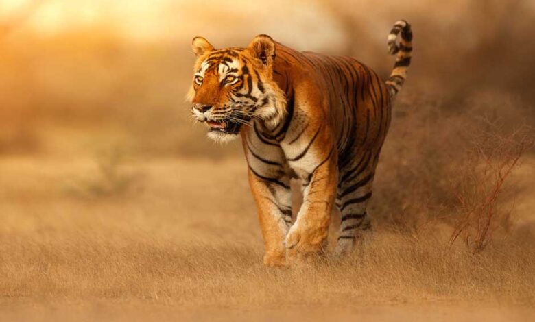 प्रदेश-के-सभी-नेशनल-पार्क-और-टाइगर-रिजर्व-तीन-महीने-के-लिए-बंद-रहेंगे,पर्यटक-सिर्फ-बफर-जोन-का-लुत्फ-उठा-सकेंगे