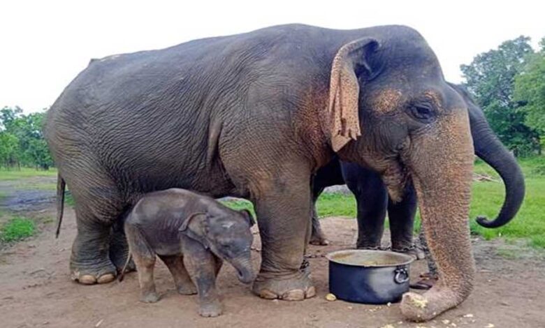 एशिया-की-सबसे-बुजुर्ग-हथनी-वत्सला-की-मृत्यु