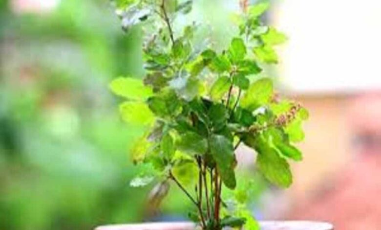 एक-बगिया-मां-के-नाम-परियोजना-का-प्रशिक्षण-12-जुलाई-को