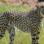 मध्य-प्रदेश-में-चीता-प्रोजेक्ट-को-लगा-झटका,-कूनो-नेशनल-पार्क-में-माता-चीता-नभा-की-हुई-मौत
