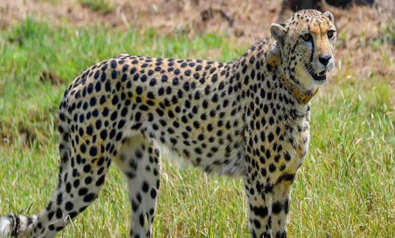 मध्य प्रदेश में चीता प्रोजेक्ट को लगा झटका, कूनो नेशनल पार्क में माता चीता नभा की हुई मौत