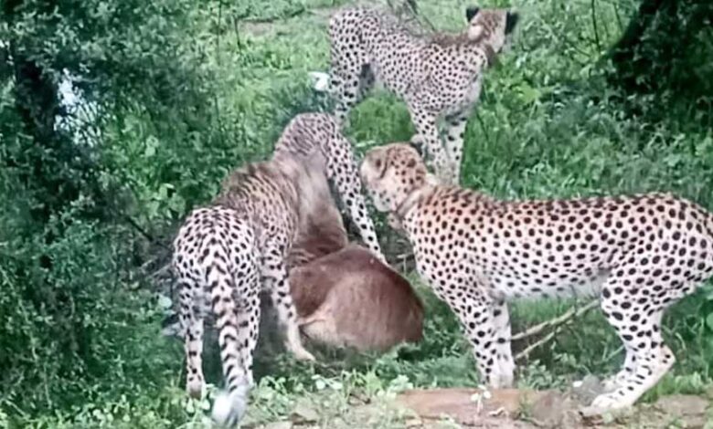 मादा चीता ज्वाला अपने तीन शावकों के साथ विजयपुर क्षेत्र के गसवानी के पास बारिश के बीच देखी गई