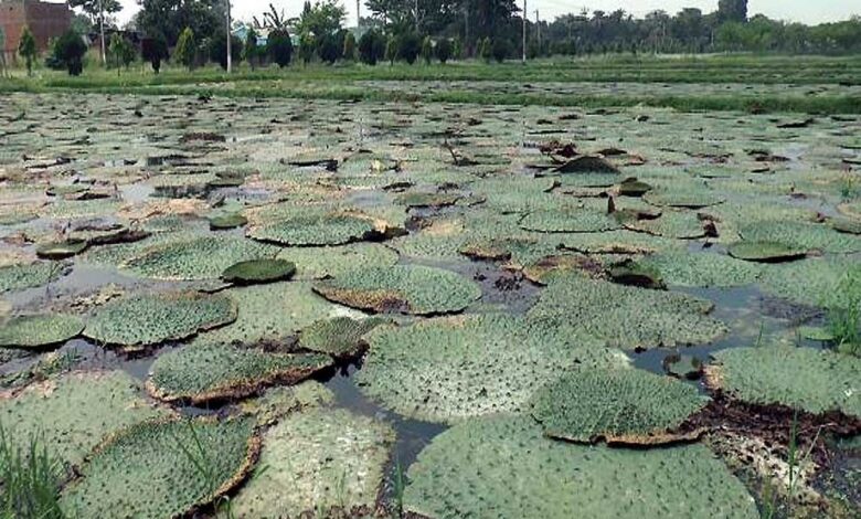 अब-मध्य-प्रदेश-में-भी-होगी-मखाना-की-खेती,-बिहार-मॉडल-से-मिलेगी-प्रेरणा