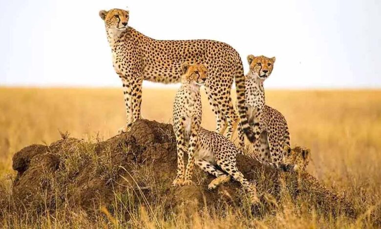 कूनो में बारिश बनी चीतों के लिए चुनौती, दलदल में फंसने का खतरा बढ़ा