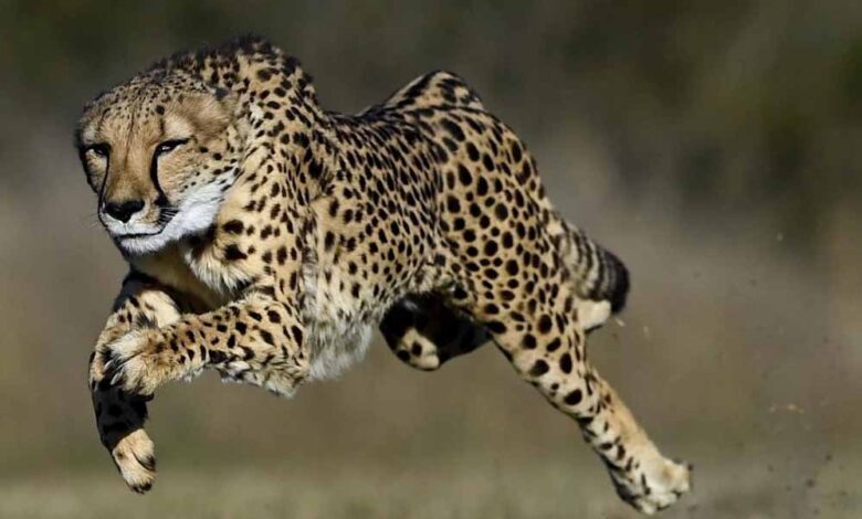 भारत को चीते भेजने से साउथ अफ्रीका ने भी किया इनकार, जानिए क्या है बड़ी वजह