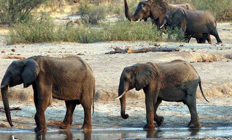 MP में जंगली हाथियों से अब मिलेगी डिजिटल सुरक्षा, लॉन्च हुआ ‘गजरक्षक’ मोबाइल ऐप