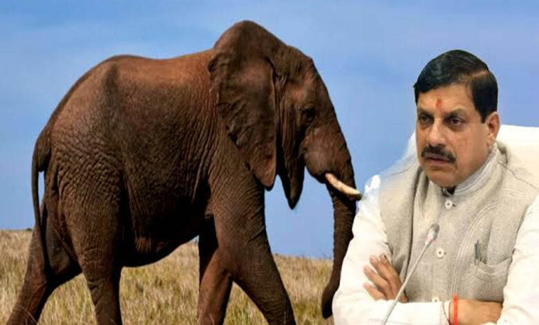 मुख्यमंत्री-डॉ.-यादव-ने-प्रदेशवासियों-से-हाथियों-के-संरक्षण-का-किया-आह्वान