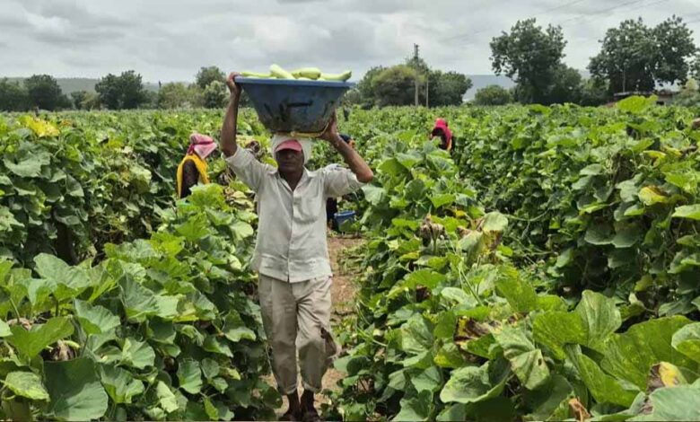 बड़वानी-में-किसान-मजबूर,-लौकी-न-बिकने-पर-मवेशियों-को-खिला-रहे