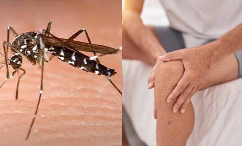 20-साल-बाद-who-का-बड़ा-अलर्ट:-119-देशों-में-चिकनगुनिया-का-प्रकोप,-भारत-में-भी-तेजी-से-बढ़-रहे-केस