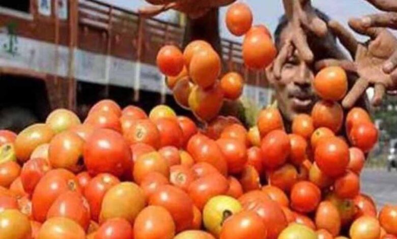 खेती-में-नई-पहचान:-टमाटर-उत्पादन-में-नंबर-1,-सब्जियों-में-तीसरे-स्थान-पर-मध्यप्रदेश