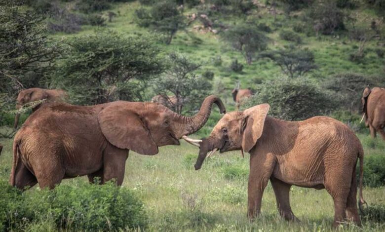 कान्हा-टाइगर-रिजर्व-के-हाथियों-को-आजाद-ट्रैकिंग-के-लिए-विदेशी-कॉलर-आईडी-पहनाई-जाएगी
