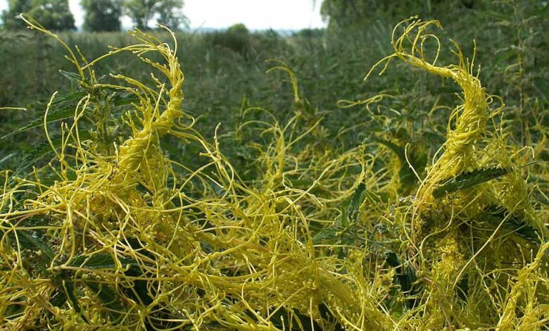 भोपाल-आयुर्वेद-संस्थान-अमरबेल-से-खोजेगा-पीलिया-का-इलाज,-रिसर्च-शुरू