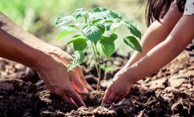 अमृत-हरित-महाअभियान:-नगरीय-क्षेत्रों-में-रोपे-गये-23-लाख-पौधे