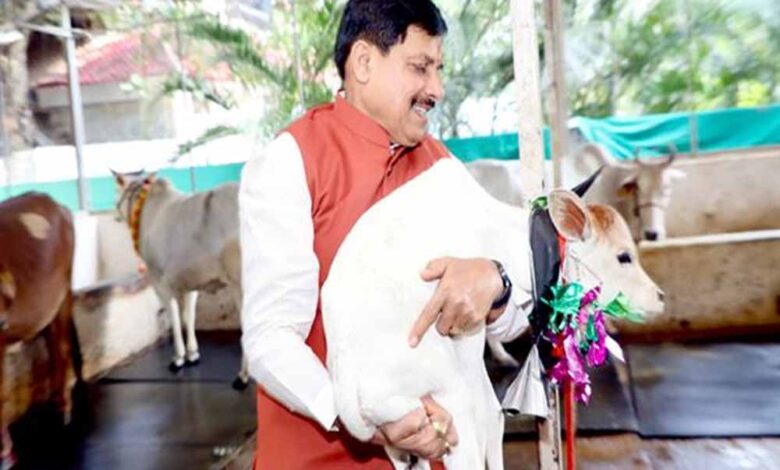 मुख्यमंत्री-डॉ.-यादव-ने-नवजात-बछिया-का-किया-नामकरण