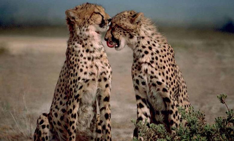 300-km-का-सफर-तय-कर-गांधी-सागर-पहुंची-‘धीरा’,-अब-दो-नर-चीतों-के-बीच-होगा-वाइल्ड-लव-ट्राएंगल