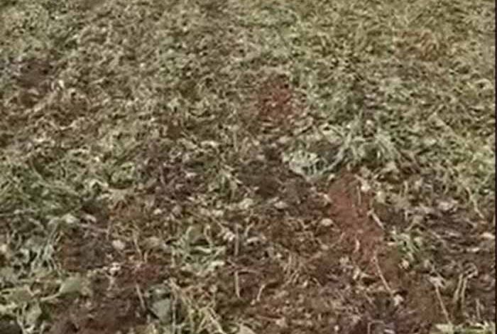 मंदसौर-में-किसानों-के-पैसे-पर-हंगामा:-पौधों-की-सिंचाई-पर-दो-लाख-रुपये,-ट्रैक्टर-का-मामला-भी-गर्म!