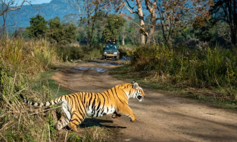 मध्य-प्रदेश-के-राष्ट्रीय-उद्यानों-और-टाइगर-रिजर्व-में-सिंगल-यूज-प्लास्टिक-पर-प्रतिबंध,-उल्लंघन-पर-5000-रुपये-तक-जुर्माना