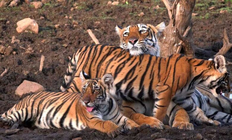 मध्यप्रदेश-के-बाघों-की-बढ़ी-मांग,-राजस्थान,-छत्तीसगढ़-और-ओडिशा-के-जंगलों-में-ट्रांसलोकेशन-शुरू