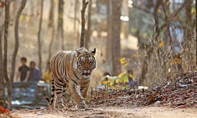 पेंच-टाइगर-रिजर्व-के-कोर-एरिया-के-गेट-1-अक्टूबर-से-खुलेंगे,-बढ़ेगा-प्रवेश-शुल्क