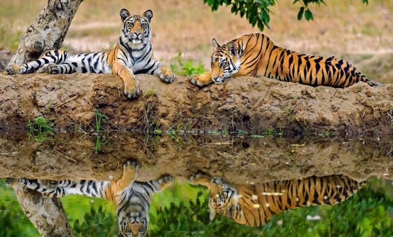 मध्य-प्रदेश-6वीं-बार-बाघ-गणना-के-लिए-तैयार,-पांच-राज्यों-के-विशेषज्ञों-ने-माना-बेस्ट