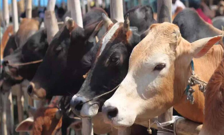 दमोह-में-बनेगा-देश-का-सबसे-बड़ा-गोवंश-वन्य-विहार,-8-हजार-से-ज्यादा-गायों-को-मिलेगा-आश्रय