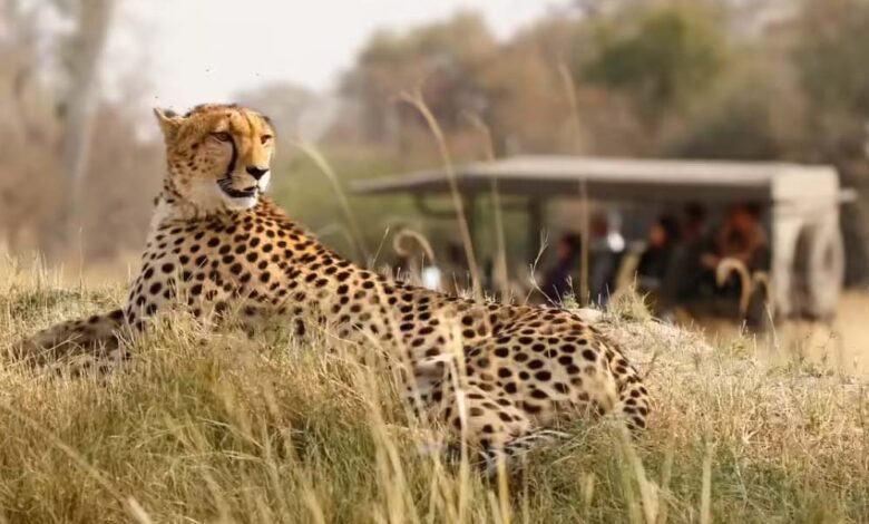 कूनो-नेशनल-पार्क-में-1-अक्टूबर-से-शुरू-होगी-चीता-सफारी,-खुले-जंगल-में-देख-सकेंगे-16-चीते